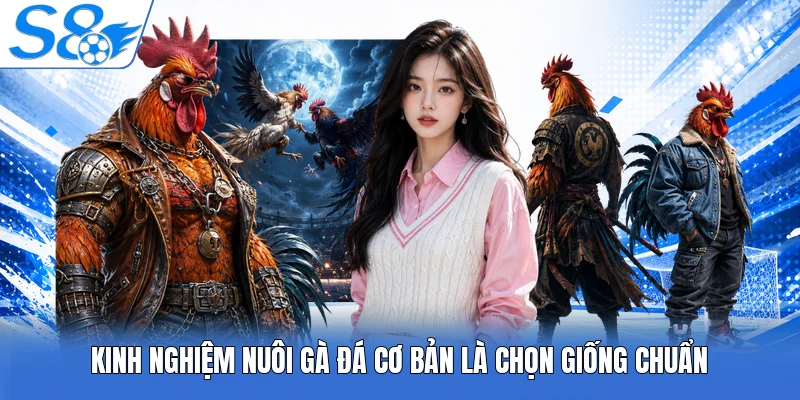 Kinh nghiệm nuôi gà đá cơ bản là chọn giống chuẩn