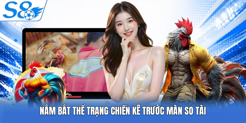 Nắm bắt thể trạng chiến kê trước màn so tài 